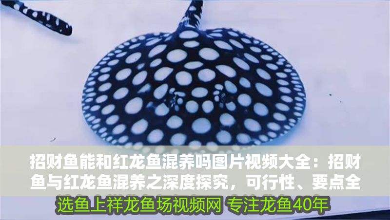 招財(cái)魚(yú)能和紅龍魚(yú)混養(yǎng)嗎圖片視頻大全：招財(cái)魚(yú)與紅龍魚(yú)混養(yǎng)之深度探究，可行性、要點(diǎn)全解析