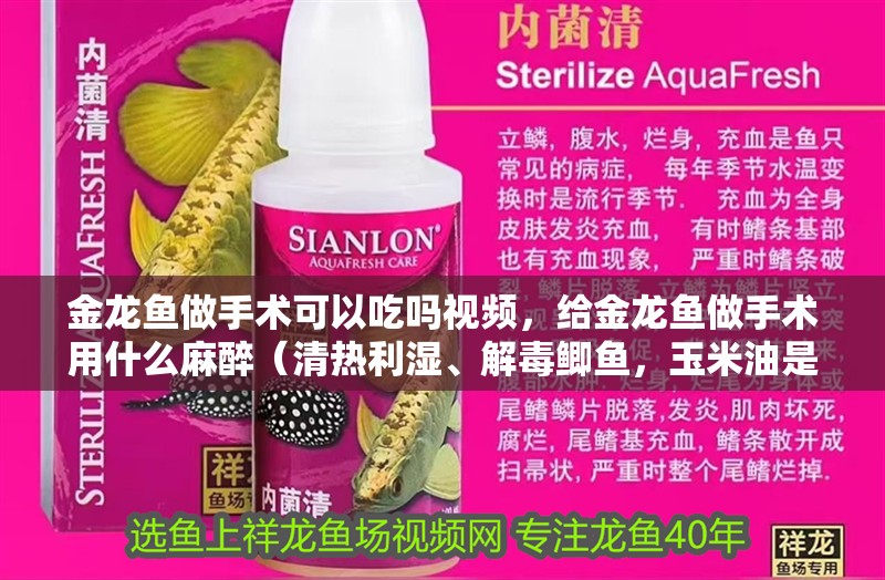 金龍魚做手術(shù)可以吃嗎視頻，給金龍魚做手術(shù)用什么麻醉（清熱利濕、解毒鯽魚，玉米油是一種常見的觀賞魚，玉米油用途廣泛）