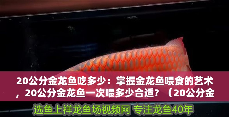 20公分金龍魚吃多少：掌握金龍魚喂食的藝術(shù)，20公分金龍魚一次喂多少合適？（20公分金龍魚的喂食技巧，）
