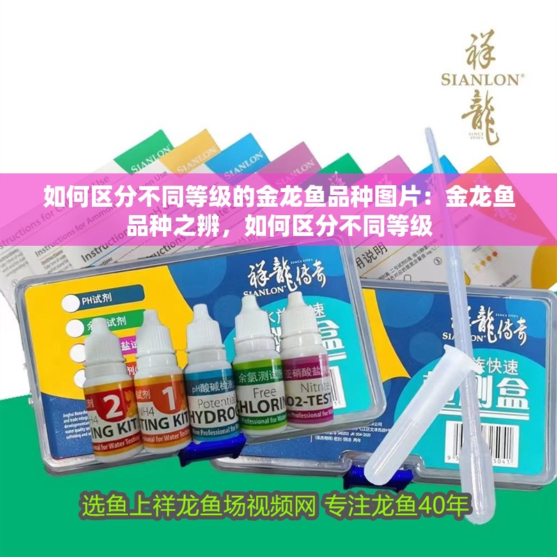 如何區分不同等級的金龍魚品種圖片：金龍魚品種之辨，如何區分不同等級