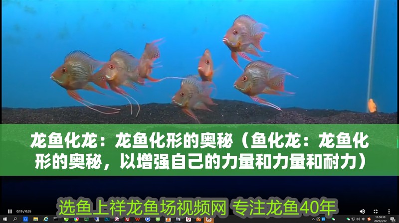 龍魚(yú)化龍：龍魚(yú)化形的奧秘（魚(yú)化龍：龍魚(yú)化形的奧秘，以增強(qiáng)自己的力量和力量和耐力）