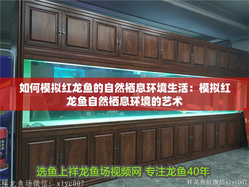 如何模擬紅龍魚的自然棲息環境生活：模擬紅龍魚自然棲息環境的藝術