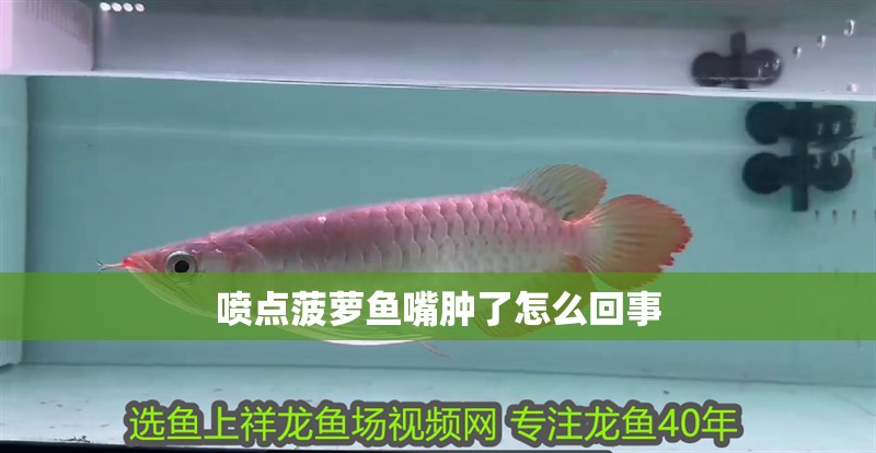 噴點菠蘿魚嘴腫了怎么回事