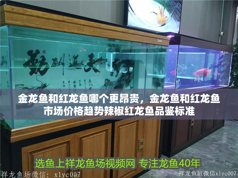 金龍魚和紅龍魚哪個更昂貴，金龍魚和紅龍魚市場價格趨勢辣椒紅龍魚品鑒標準