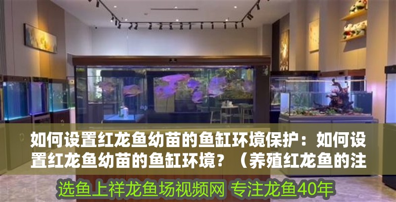 如何設置紅龍魚幼苗的魚缸環境保護：如何設置紅龍魚幼苗的魚缸環境？（養殖紅龍魚的注意事項） 如何設置紅龍魚幼苗的魚缸環境保護：如何設置紅龍魚幼苗的魚缸環境？（養殖紅龍魚的注意事項） 水族問答