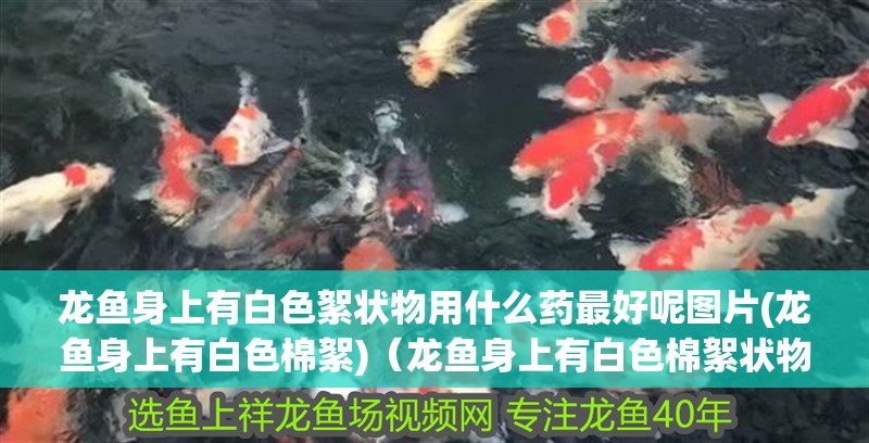 龍魚身上有白色絮狀物用什么藥最好呢圖片(龍魚身上有白色棉絮)（龍魚身上有白色棉絮狀物用什么藥最好） 龍魚身上有白色絮狀物用什么藥最好呢圖片(龍魚身上有白色棉絮)（龍魚身上有白色棉絮狀物用什么藥最好） 觀賞魚百科