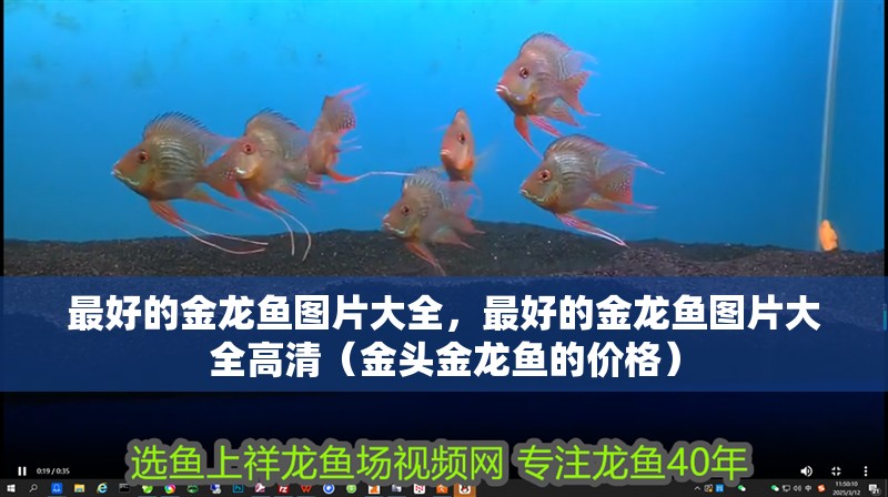 最好的金龍魚圖片大全，最好的金龍魚圖片大全高清（金頭金龍魚的價格）