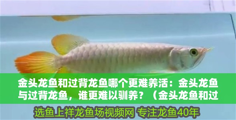 金頭龍魚和過背龍魚哪個更難養活：金頭龍魚與過背龍魚，誰更難以馴養？（金頭龍魚和過背龍魚各有什么特點） 金頭龍魚和過背龍魚哪個更難養活：金頭龍魚與過背龍魚，誰更難以馴養？（金頭龍魚和過背龍魚各有什么特點） 水族問答