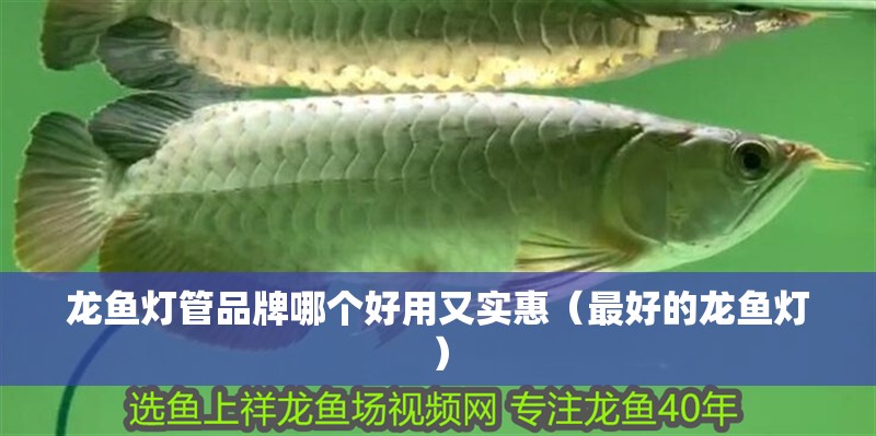龍魚燈管品牌哪個好用又實惠（最好的龍魚燈）
