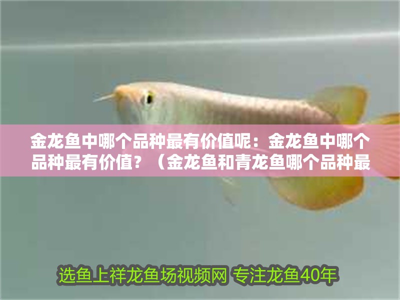 金龍魚中哪個品種最有價值呢：金龍魚中哪個品種最有價值？（金龍魚和青龍魚哪個品種最具價值，金龍魚最具價值的） 金龍魚中哪個品種最有價值呢：金龍魚中哪個品種最有價值？（金龍魚和青龍魚哪個品種最具價值，金龍魚最具價值的） 水族問答
