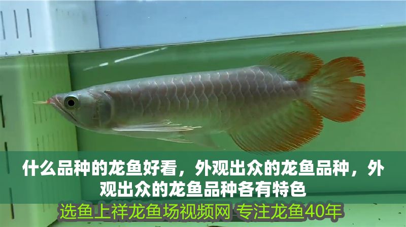 什么品種的龍魚好看，外觀出眾的龍魚品種，外觀出眾的龍魚品種各有特色