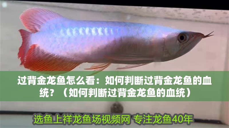 過背金龍魚怎么看：如何判斷過背金龍魚的血統(tǒng)？（如何判斷過背金龍魚的血統(tǒng)）