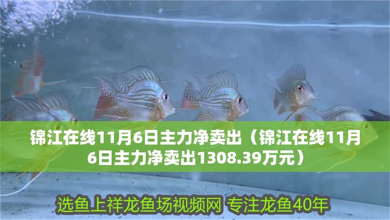虎魚天天黑來點赤瞳黃金 錦江在線11月6日主力凈賣出(錦江在線11月6日主力凈賣出1308.39萬元) 觀賞魚百科 錦江在線11月6日主力凈賣出(錦江在線11月6日主力凈賣出1308.39萬元) 錦江在線11月6日主力凈賣出(錦江在線11月6日主力凈賣出1308.39萬元) 觀賞魚百科