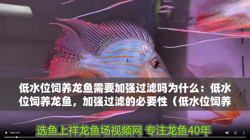 低水位飼養龍魚需要加強過濾嗎為什么：低水位飼養龍魚，加強過濾的必要性（低水位飼養龍魚時，是否需要加強過濾系統？）