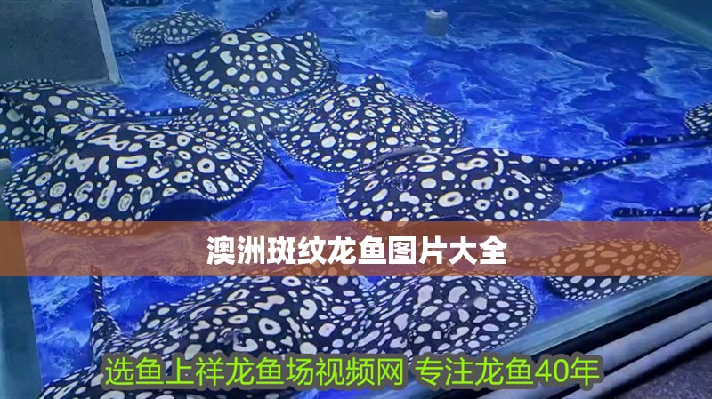 澳洲斑紋龍魚(yú)圖片大全