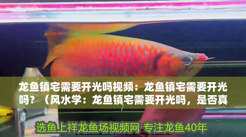 龍魚鎮宅需要開光嗎視頻：龍魚鎮宅需要開光嗎？（風水學：龍魚鎮宅需要開光嗎，是否真的需要開光儀式）