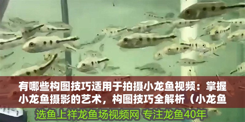 有哪些構圖技巧適用于拍攝小龍魚視頻：掌握小龍魚攝影的藝術，構圖技巧全解析（小龍魚拍攝小龍魚視頻的構圖技巧，小龍魚的構圖技巧）