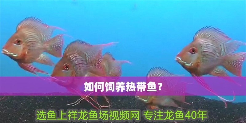 如何飼養熱帶魚？