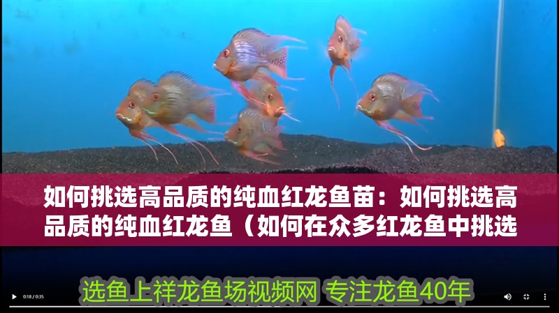 如何挑選高品質的純血紅龍魚苗：如何挑選高品質的純血紅龍魚（如何在眾多紅龍魚中挑選一條高品質的純血紅龍魚）