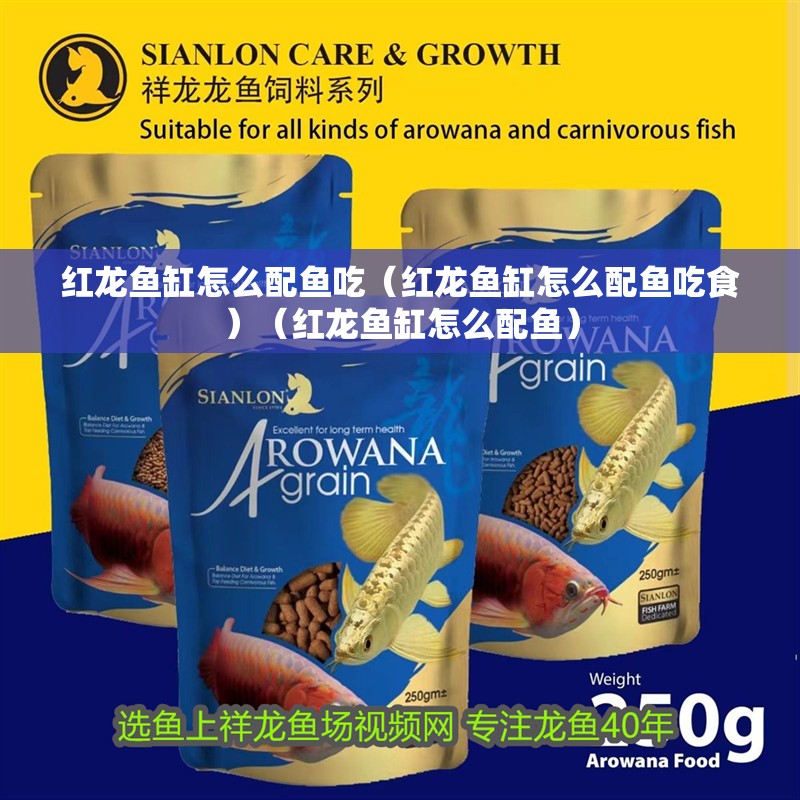 紅龍魚缸怎么配魚吃（紅龍魚缸怎么配魚吃食）（紅龍魚缸怎么配魚）
