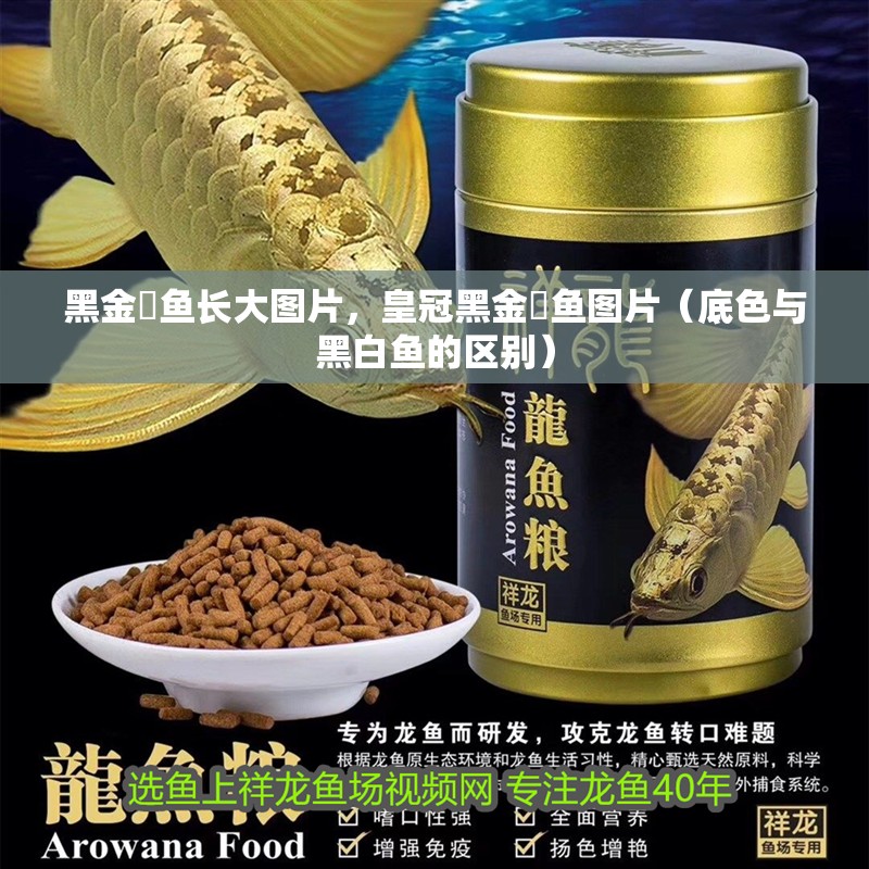 黑金魟魚長大圖片，皇冠黑金魟魚圖片（底色與黑白魚的區別）