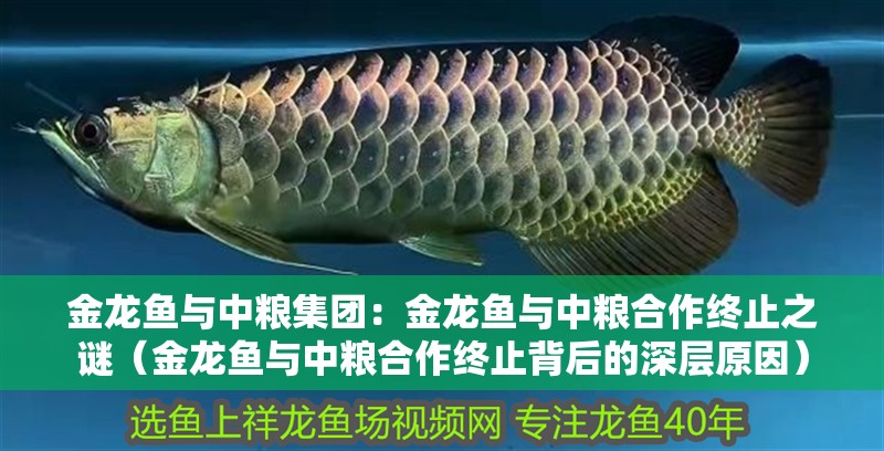 金龍魚與中糧集團：金龍魚與中糧<strong><mark>合作</mark></strong>終止之謎（金龍魚與中糧<strong><mark>合作</mark></strong>終止背后的深層原因）