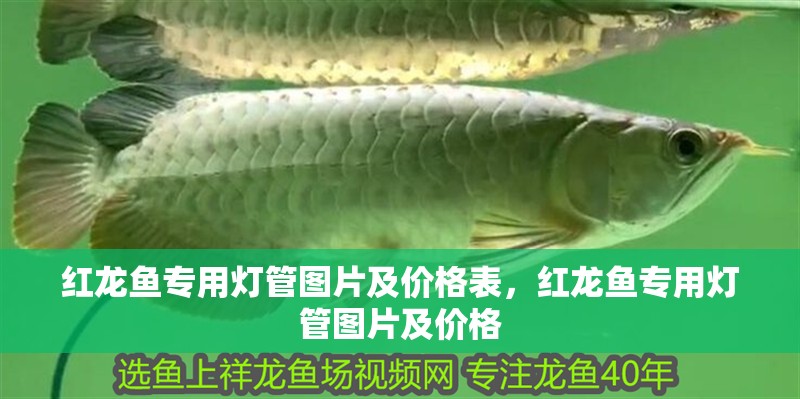 紅龍魚專用燈管圖片及價格表，紅龍魚專用燈管圖片及價格
