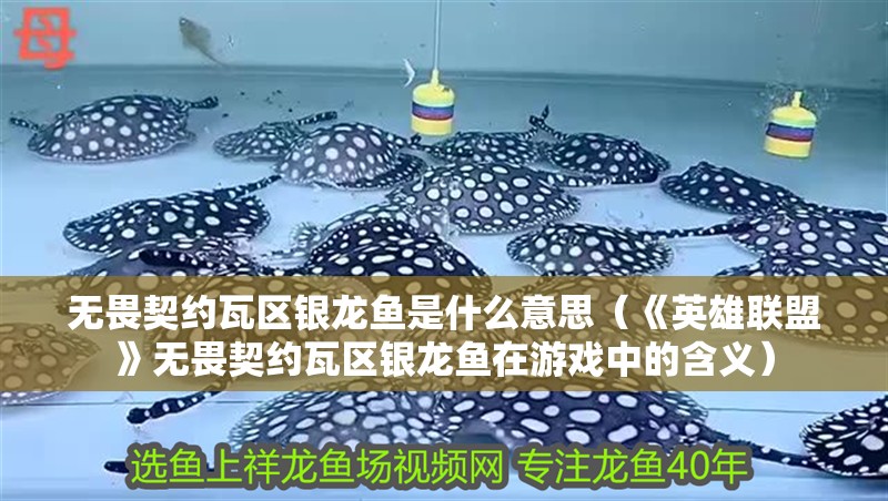 龍魚干蝦有營養(yǎng)嗎 無畏契約瓦區(qū)銀龍魚是什么意思(《英雄聯(lián)盟》無畏契約瓦區(qū)銀龍魚在游戲中的含義) 觀賞魚百科 無畏契約瓦區(qū)銀龍魚是什么意思(《英雄聯(lián)盟》無畏契約瓦區(qū)銀龍魚在游戲中的含義) 無畏契約瓦區(qū)銀龍魚是什么意思(《英雄聯(lián)盟》無畏契約瓦區(qū)銀龍魚在游戲中的含義) 觀賞魚百科