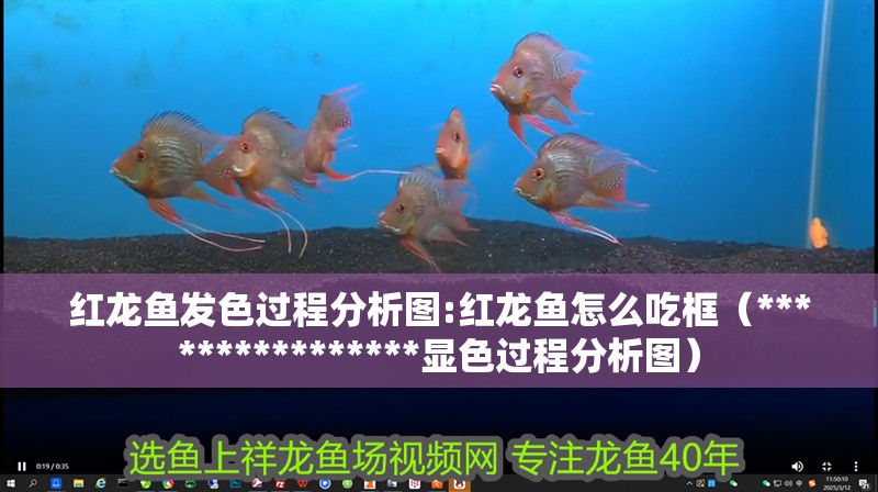 紅龍魚發色過程分析圖:紅龍魚怎么吃框（****************顯色過程分析圖） 紅龍魚發色過程分析圖:紅龍魚怎么吃框（****************顯色過程分析圖） 觀賞魚百科