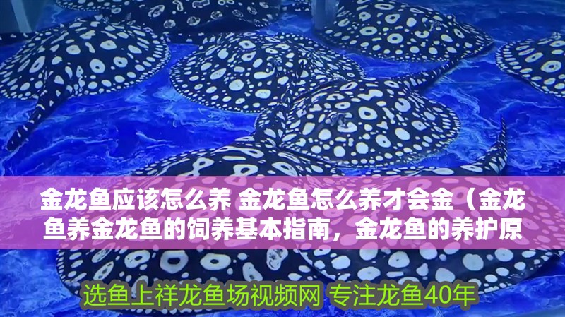 金龍魚應該怎么養 金龍魚怎么養才會金（金龍魚養金龍魚的飼養基本指南，金龍魚的養護原則）