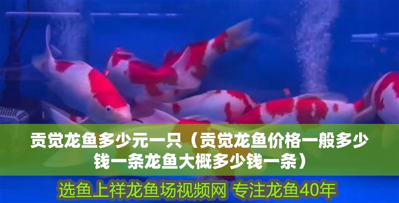 貢覺龍魚多少元一只（貢覺龍魚價格一般多少錢一條龍魚大概多少錢一條）