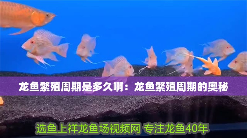 龍魚繁殖周期是多久?。糊堲~繁殖周期的奧秘