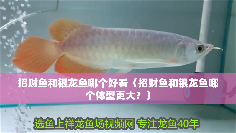 招財魚和銀龍魚哪個好看（招財魚和銀龍魚哪個體型更大？） 招財魚和銀龍魚哪個好看（招財魚和銀龍魚哪個體型更大？） 觀賞魚百科
