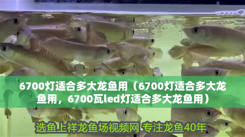 6700燈適合多大龍魚用（6700燈適合多大龍魚用，6700瓦led燈適合多大龍魚用） 6700燈適合多大龍魚用（6700燈適合多大龍魚用，6700瓦led燈適合多大龍魚用） 觀賞魚百科