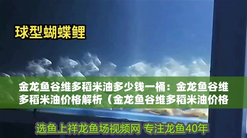 金龍魚谷維多稻米油多少錢一桶：金龍魚谷維多稻米油價格解析（金龍魚谷維多稻米油價格促銷金龍魚谷維多稻米油價格）