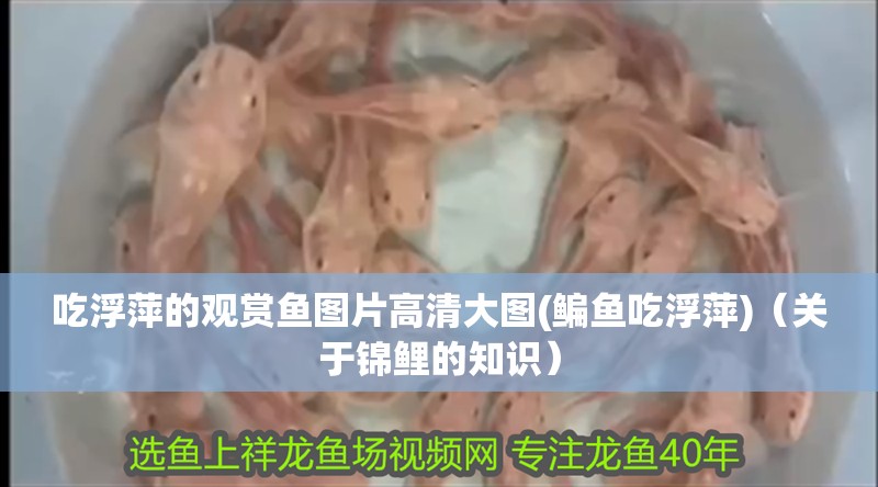 吃浮萍的觀賞魚圖片高清大圖(鳊魚吃浮萍)（關(guān)于錦鯉的知識）