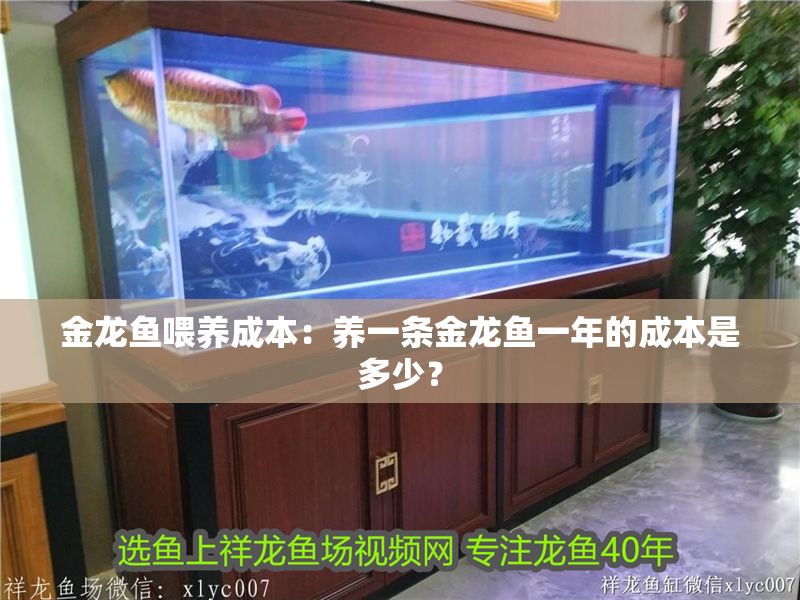 金龍魚喂養成本：養一條金龍魚一年的成本是多少？