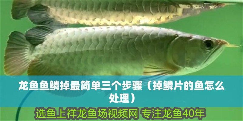 龍魚魚鱗掉最簡單三個步驟（掉鱗片的魚怎么處理）