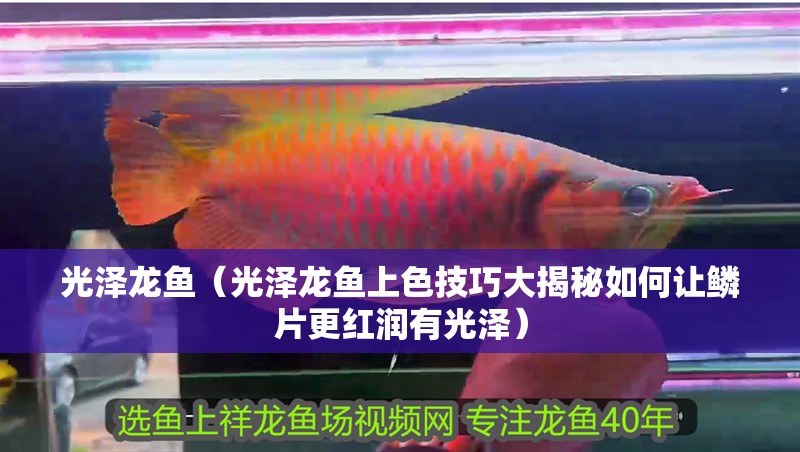 光澤龍魚（光澤龍魚上色技巧大揭秘如何讓鱗片更紅潤有光澤） 光澤龍魚（光澤龍魚上色技巧大揭秘如何讓鱗片更紅潤有光澤） 觀賞魚百科