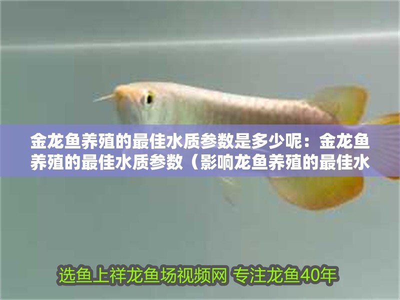 魚缸造景先放沙還是先放水(魚缸造景先鋪沙還是先放石頭) 金龍魚養殖的最佳水質參數是多少呢:金龍魚養殖的最佳水質參數(影響龍魚養殖的最佳水質參數) 水族問答 金龍魚養殖的最佳水質參數是多少呢:金龍魚養殖的最佳水質參數(影響龍魚養殖的最佳水質參數) 金龍魚養殖的最佳水質參數是多少呢:金龍魚養殖的最佳水質參數(影響龍魚養殖的最佳水質參數) 水族問答
