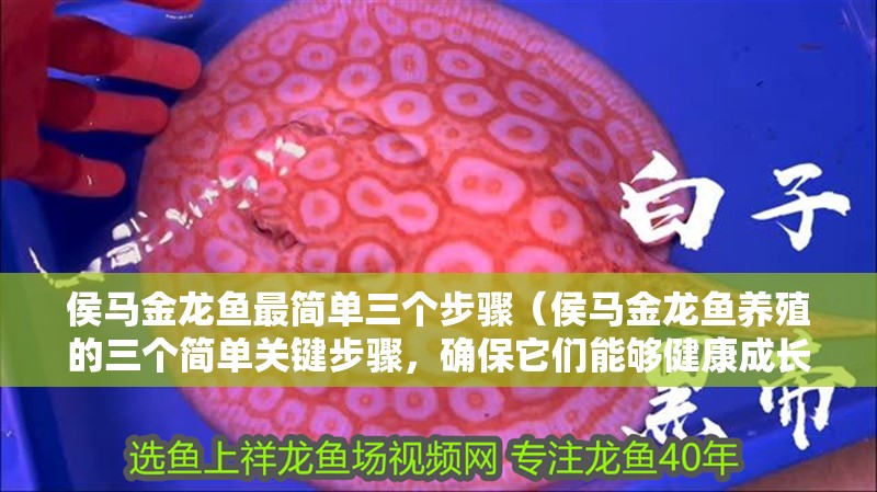 侯馬金龍魚最簡單三個(gè)步驟（侯馬金龍魚養(yǎng)殖的三個(gè)簡單關(guān)鍵步驟，確保它們能夠健康成長） 侯馬金龍魚最簡單三個(gè)步驟（侯馬金龍魚養(yǎng)殖的三個(gè)簡單關(guān)鍵步驟，確保它們能夠健康成長） 觀賞魚百科