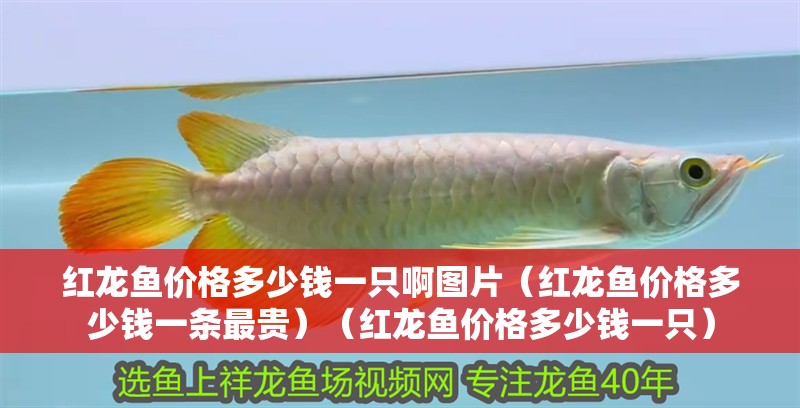 紅龍魚(yú)價(jià)格多少錢(qián)一只啊圖片（紅龍魚(yú)價(jià)格多少錢(qián)一條最貴）（紅龍魚(yú)價(jià)格多少錢(qián)一只） 紅龍魚(yú)價(jià)格多少錢(qián)一只啊圖片（紅龍魚(yú)價(jià)格多少錢(qián)一條最貴）（紅龍魚(yú)價(jià)格多少錢(qián)一只） 觀賞魚(yú)百科