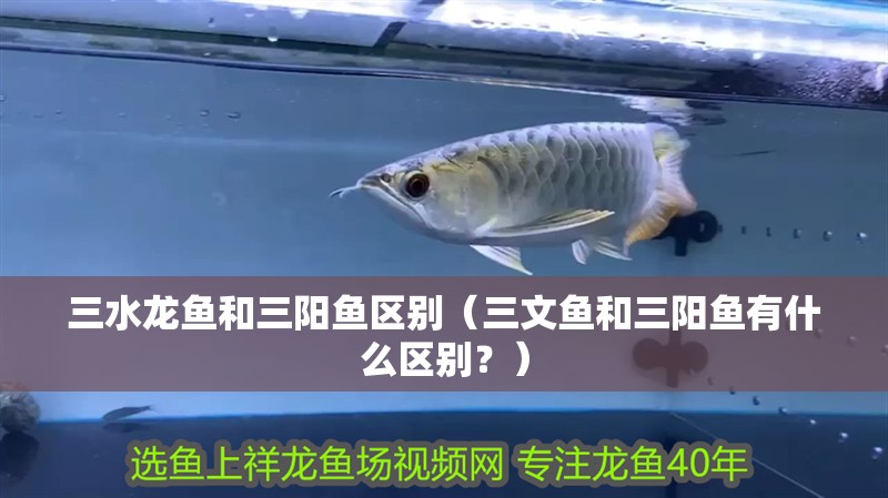 三水龍魚和三陽魚區別（三文魚和三陽魚有什么區別？）