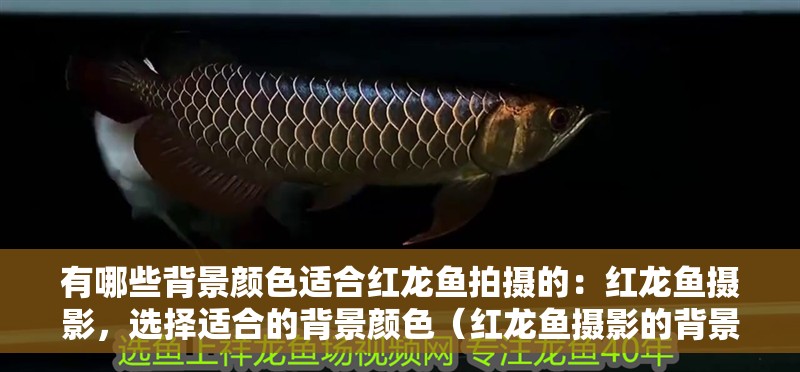 有哪些背景顏色適合紅龍魚拍攝的：紅龍魚攝影，選擇適合的背景顏色（紅龍魚攝影的背景顏色選擇合適的背景顏色至關重要）