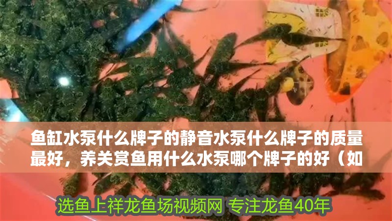 魚缸水泵什么牌子的靜音水泵什么牌子的質(zhì)量最好，養(yǎng)關(guān)賞魚用什么水泵哪個牌子的好（如何選擇適合自己的魚缸水泵）