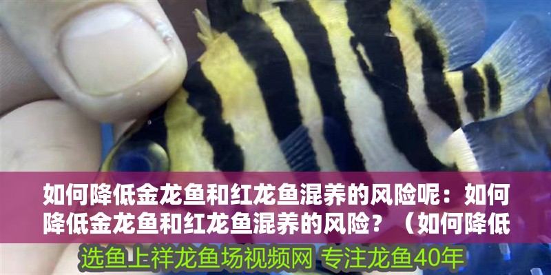 如何降低金龍魚和紅龍魚混養的風險呢：如何降低金龍魚和紅龍魚混養的風險？（如何降低金龍魚和紅龍魚混養的風險） 如何降低金龍魚和紅龍魚混養的風險呢：如何降低金龍魚和紅龍魚混養的風險？（如何降低金龍魚和紅龍魚混養的風險） 水族問答