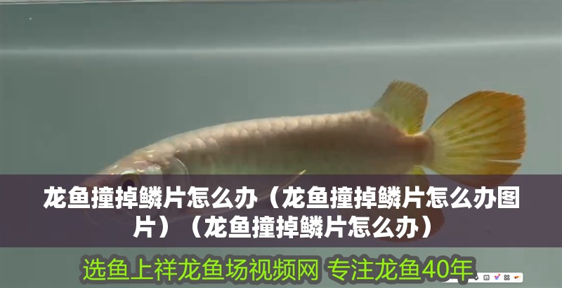 紅龍魚用黃燈烤有用嗎 龍魚撞掉鱗片怎么辦(龍魚撞掉鱗片怎么辦圖片)(龍魚撞掉鱗片怎么辦) 觀賞魚百科 龍魚撞掉鱗片怎么辦(龍魚撞掉鱗片怎么辦圖片)(龍魚撞掉鱗片怎么辦) 龍魚撞掉鱗片怎么辦(龍魚撞掉鱗片怎么辦圖片)(龍魚撞掉鱗片怎么辦) 觀賞魚百科
