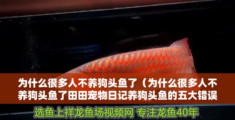 為什么很多人不養狗頭魚了（為什么很多人不養狗頭魚了田田寵物日記養狗頭魚的五大錯誤操作）