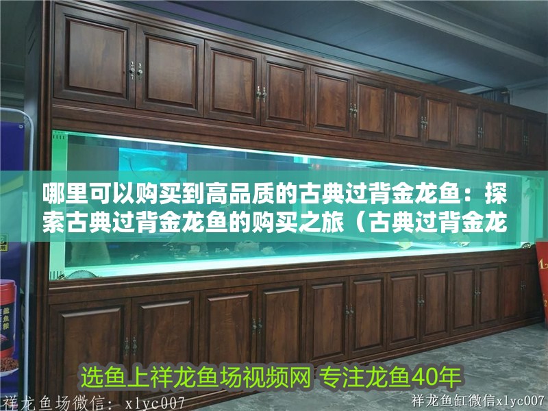 哪里可以購買到高品質(zhì)的古典過背金龍魚：探索古典過背金龍魚的購買之旅（古典過背金龍魚怎么樣）