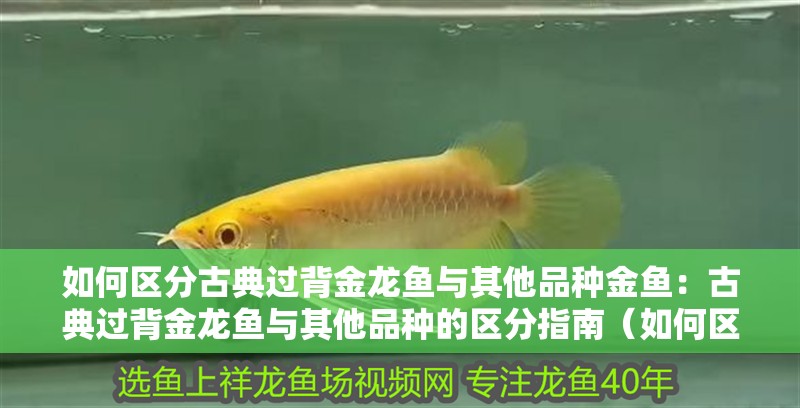 如何區分古典過背金龍魚與其他品種金魚：古典過背金龍魚與其他品種的區分指南（如何區分古典過背金龍魚與其他品種的金龍魚）